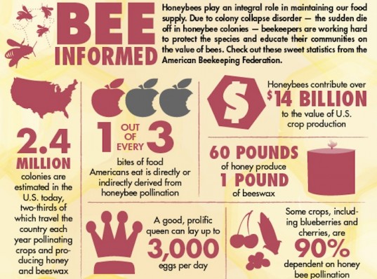 bee-infographic-537x398