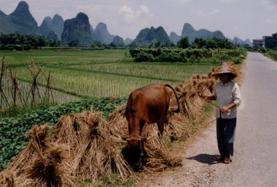 China_Rice_field_with_farmer-400x270