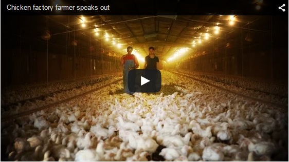 chicken factory farmer speaks out