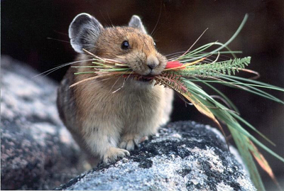 Picture-of-American-Pika