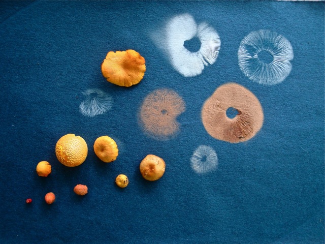 mushroom-spore-printing