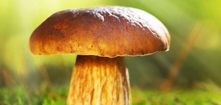 mushroom_sunlight_735_350