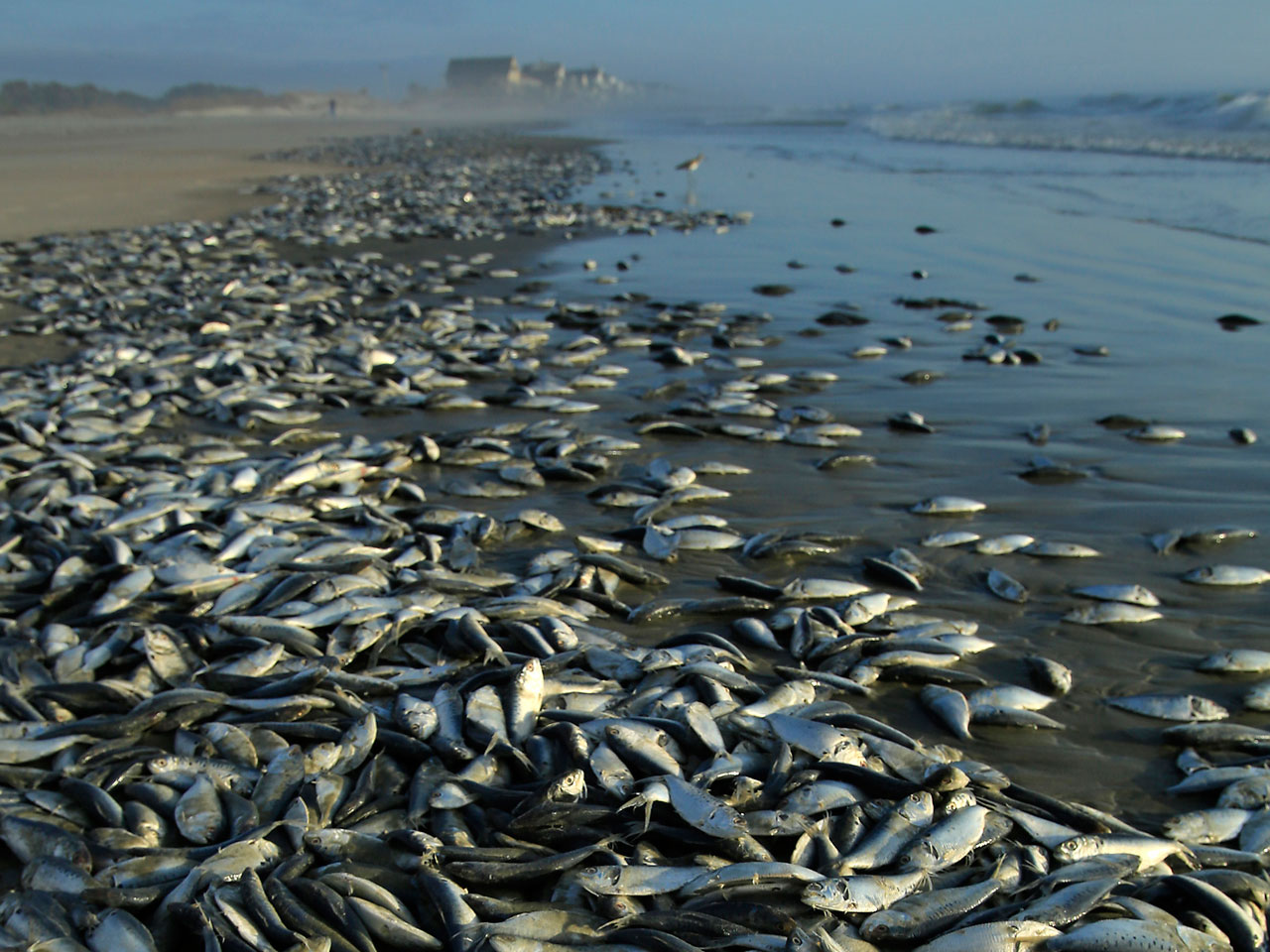 Ocean Acidity Sky-Rockets, 96% of Marine Life Went EXTINCT the Last