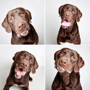 adopted-dog-teton-pitbull-humane-society-utah-10-e1428312129236 (1)