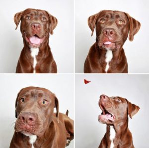 adopted-dog-teton-pitbull-humane-society-utah-12-e1428312024749