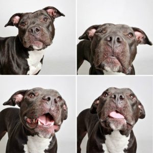 adopted-dog-teton-pitbull-humane-society-utah-13-e1428312106229