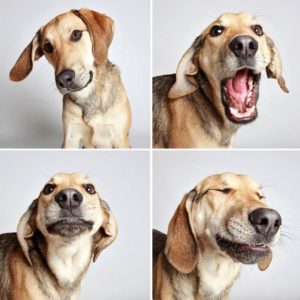 adopted-dog-teton-pitbull-humane-society-utah-15-e1428312092855