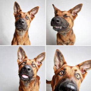 adopted-dog-teton-pitbull-humane-society-utah-23-e1428312010154
