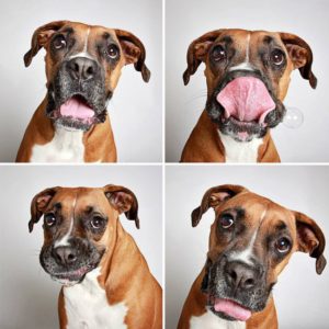 adopted-dog-teton-pitbull-humane-society-utah-24-e1428312074693