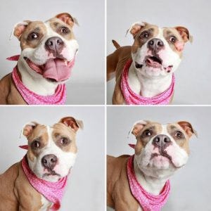 adopted-dog-teton-pitbull-humane-society-utah-3-e1428312198367