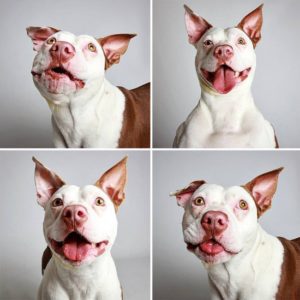 adopted-dog-teton-pitbull-humane-society-utah-7-e1428312164145