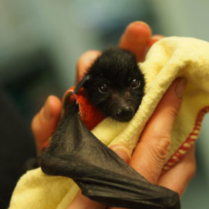 Credit: Australian Bat Clinic 