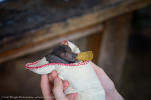 Credit: Australian Bat Clinic 