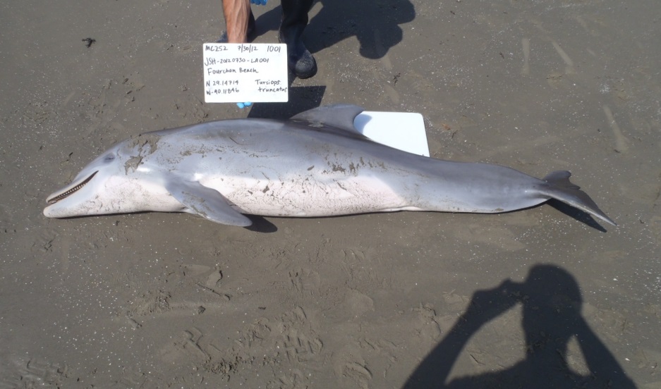 07-30-2012%20Stranded%20dolphin%20Port%20Fourchon%20open%20jaw%20LDWF%20Photo