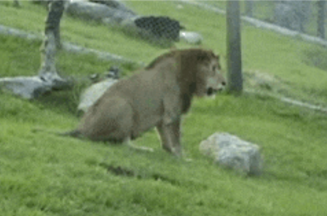 Circus Lion Freed From Cage Feels Earth Beneath His Paws For The First Time 2