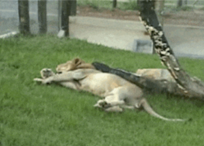 Circus Lion Freed From Cage Feels Earth Beneath His Paws For The First Time