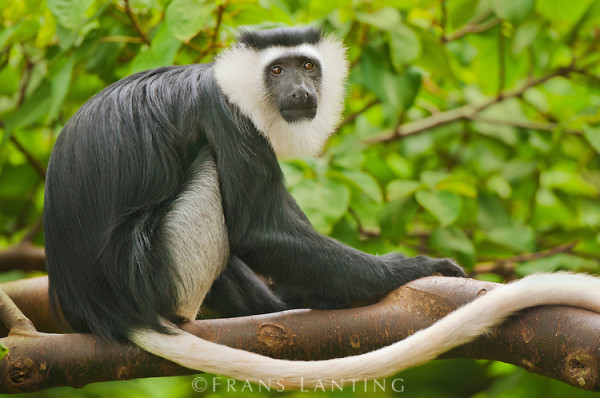 Black-and-white Colobus monkey, Colobus vellerosus, Boabeng-Fiema Monkey Sanctuary, Ghana