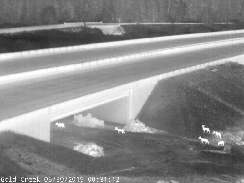 Deer using the new Gold Creek undercrossing just east of Snoqualmie Pass May 30, 2015. credit: Washington State Department of Transportation