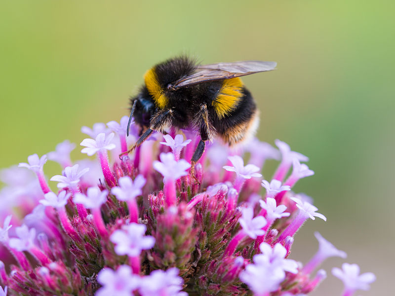 Bee_on_flower_(9527705578)