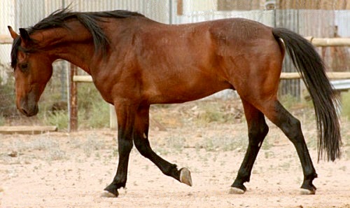 CMSporthorses