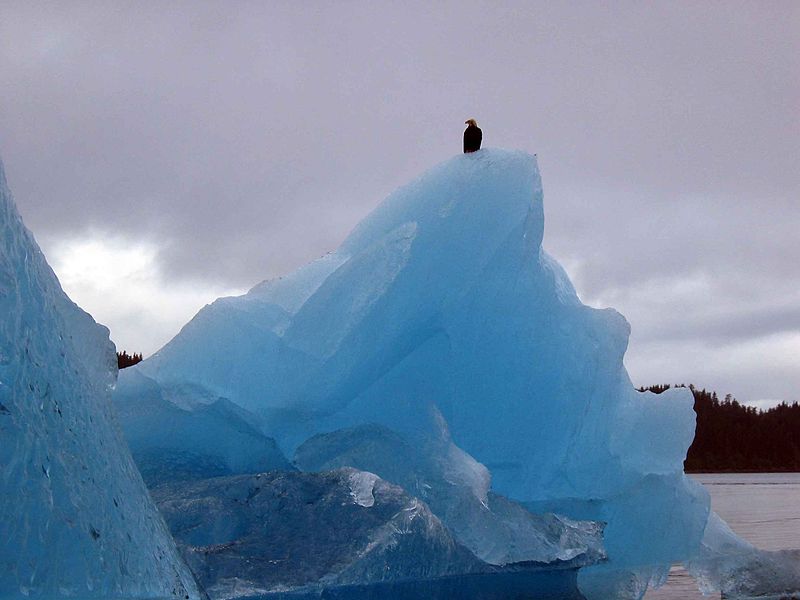 800px-An_eagle_sits_on_a_glacier