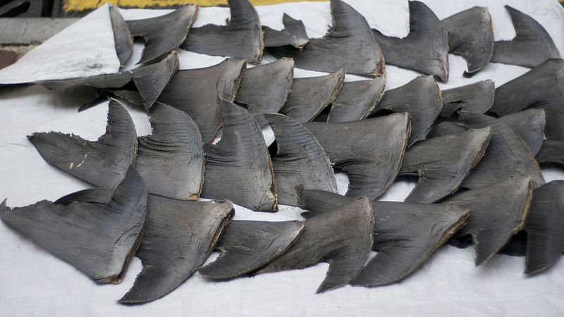 Shark Fins in Sheung Wan Image Credit: Nicholas Wang Flickr