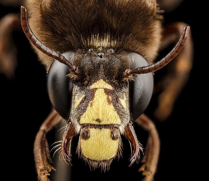 Image Credit: USGS Bee Inventory and Monitoring Lab