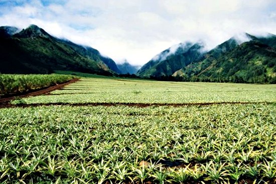 Reclaiming-Hawaii-–-Ground-Zero-for-GMO-Testing-Seed-Production