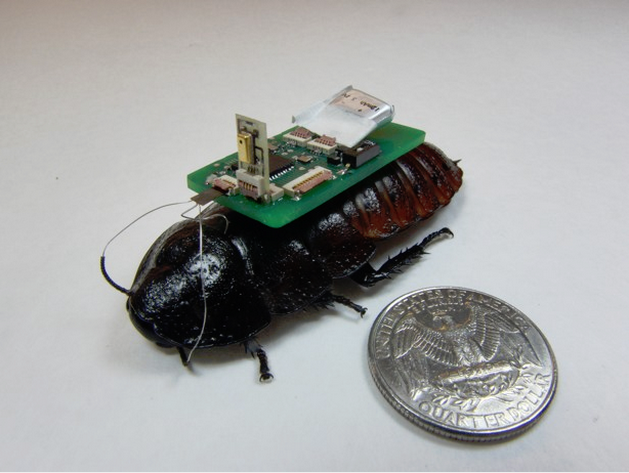 Cyborg Cockroach with Quarter