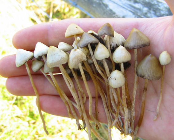 Psilocybe_semilanceata