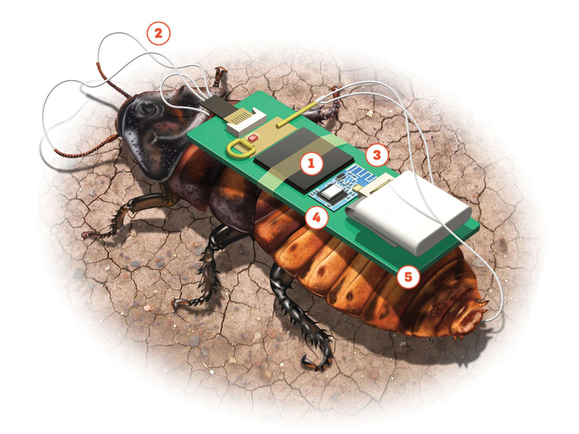 cyborg-roach-how-it-works