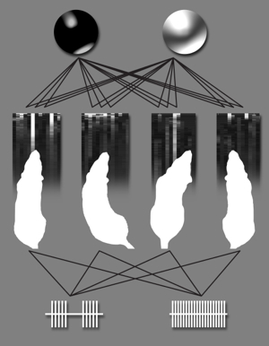 Rat-Computer Diagram