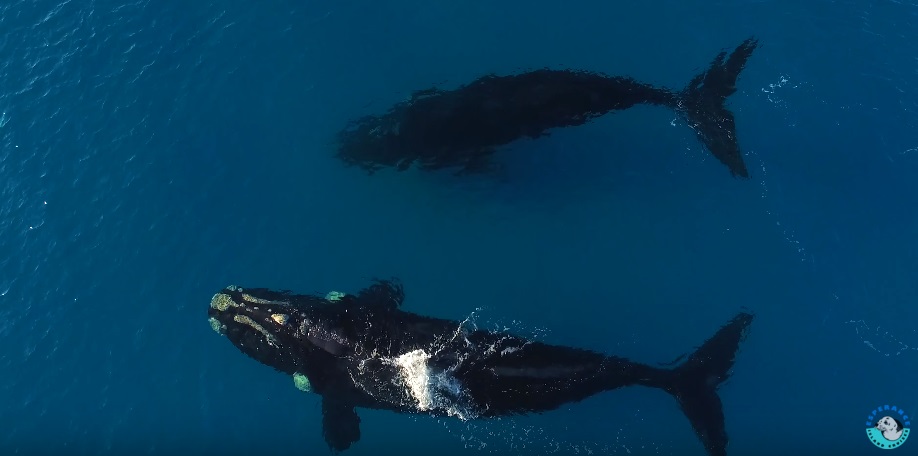 Paddle Boarding with Whales Esperance Australia 2 YouTube