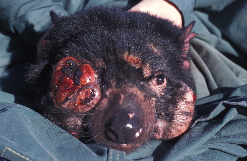 tasmanian-devil-tumor