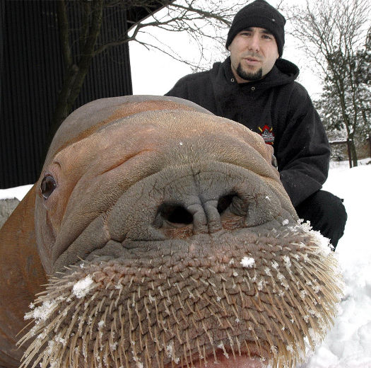 trainer-phil-demers-and-smooshi