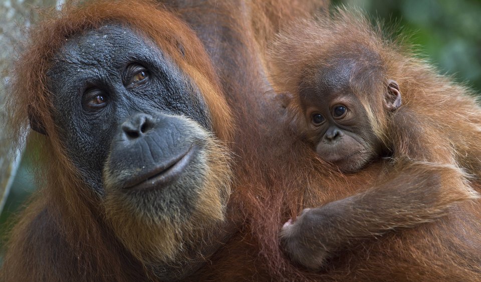 TO GO WITH AFP STORY INDONESIA-ENVIRONMENT-CONSERVATION-SPECIES-ORANGUTAN BY ANGELA DEWAN In this photograph taken on April 10, 2013, an endangered Sumatran orangutan with a baby clings on tree branches in the forest of Bukit Lawang, part of the vast Leuser National Park, its rainforests occupying areas of the two provinces of North Sumatra and Aceh located in Indonesia's Sumatra island. Alarm is growing at a plan that would open up new swathes of forest on Sumatra island to mining, palm oil and paper companies, which could put orangutans and other critically endangered species at even greater risk. AFP PHOTO / ROMEO GACAD (Photo credit should read ROMEO GACAD/AFP/Getty Images)