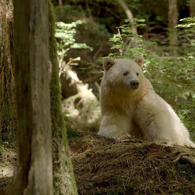 Image: Flickr, Jon Rawlinson. Spirit Bear, Great Bear Rainforest