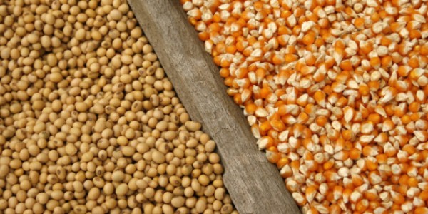 soybeans and corn seeds