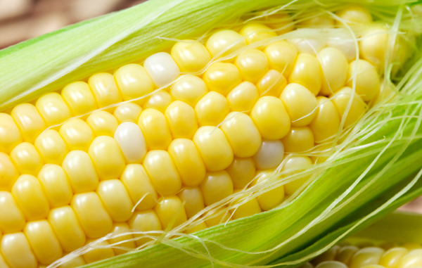 corn%20cob%20GMO