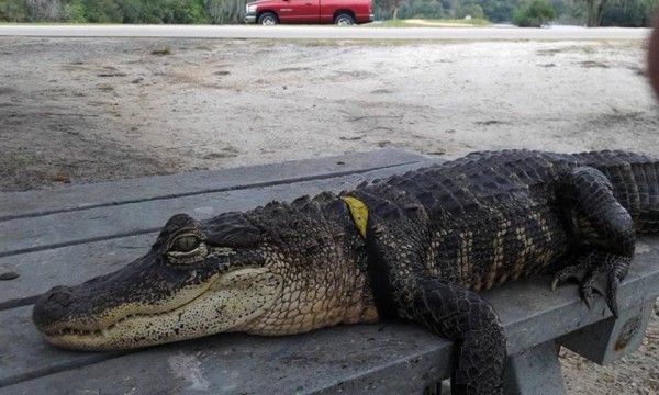 ODD Pet Alligator