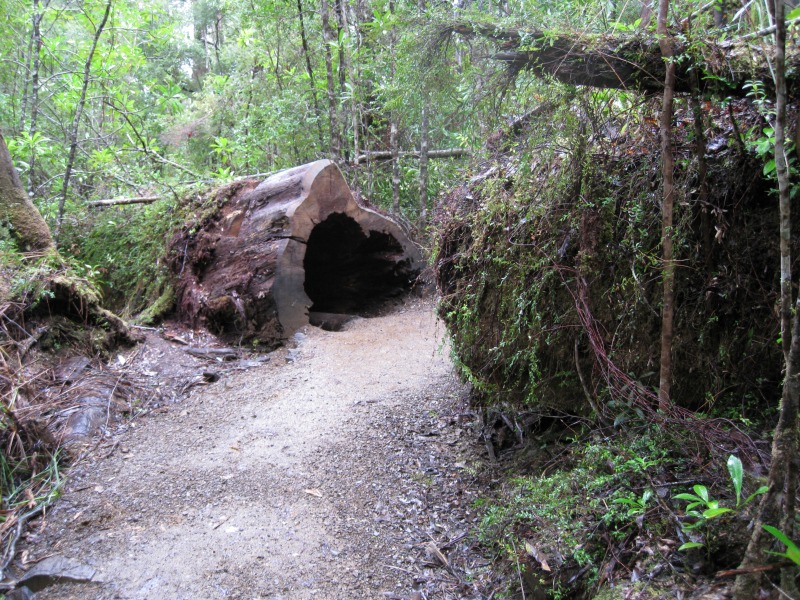 tahune-forest-airwalk-2008-08