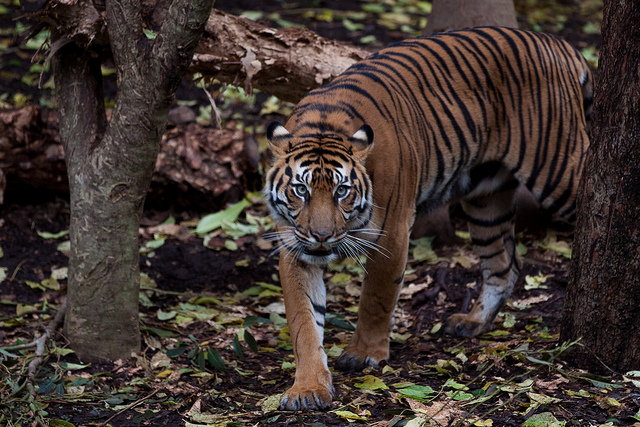 Image: Sumatram Tiger. Flickr, Richard Ashurst. 