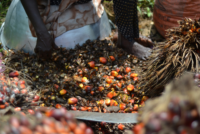 Image: Harvesting Palm Oil. Flickr, Mike Norton. 