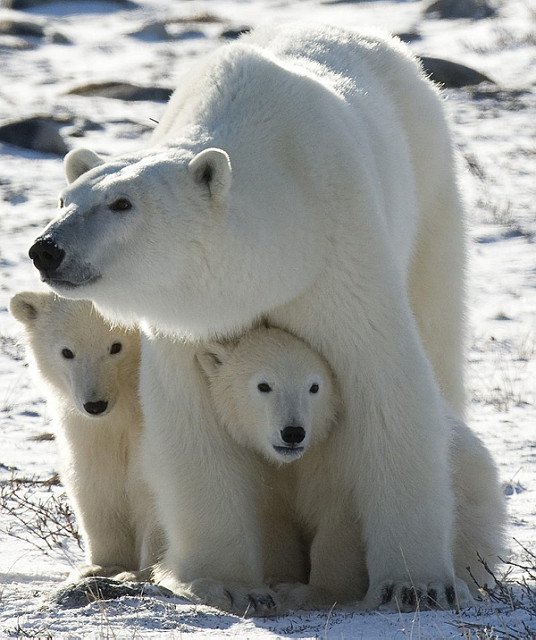 (AP Photo/The Canadian Press, Jonathan Hayward, File) 