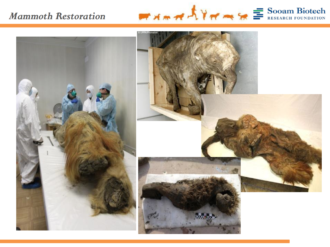 Scientists On Course To Bring The Long Extinct Woolly Mammoth Back To Life 6740