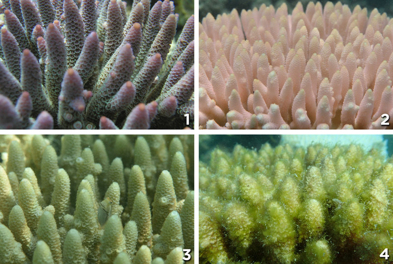 Images of Acropora species progressing through the stages of bleaching 