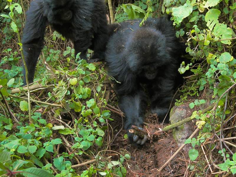 gorillas-dismantle-trap-Dian-Fossey-Gorilla-Fund