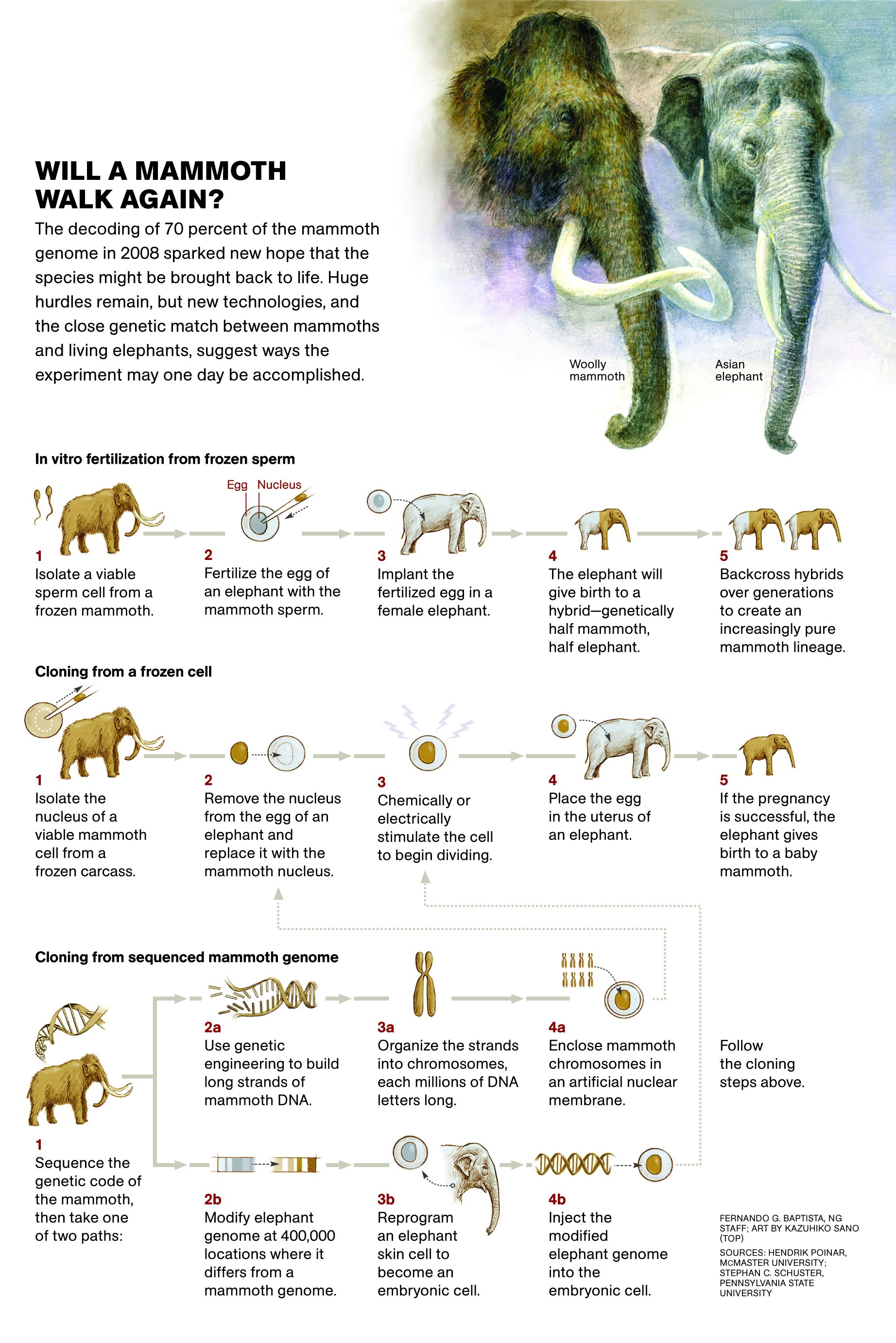 mammoth-cloning