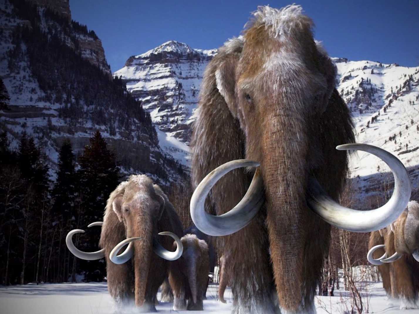 Scientists On Course To Bring The Long Extinct Woolly Mammoth Back To Life 9375