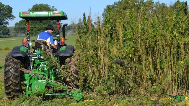 10-27-15-Industrial-hemp-jpg